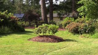 How Much Shade do My Rhododendrons Get A Quick Look at My Landscape at Different Times of the Day [upl. by Duff]