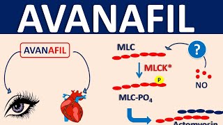 Avanafil spedra  Uses side effects amp precautions [upl. by Dez]