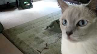 Tonkinese Cats Coming Home Anniversary Day HD [upl. by Betty]