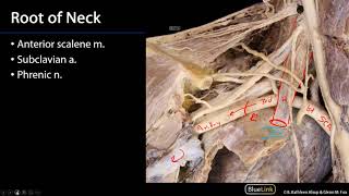 Superior Mediastinum and Root of Neck  Root of Neck [upl. by Orin]