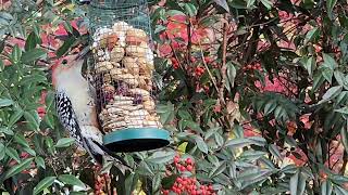 Redbellied Woodpecker birdwatching [upl. by Incrocci671]