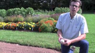 How to Plant Fall Garlic [upl. by Eidur]