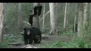 Mother Bear Sends Cubs Up Tree [upl. by Beisel]