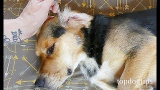 3 Effective Home Remedies for Ear Mites in Dogs [upl. by Richela]