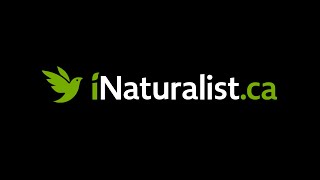 Comment utiliser iNaturalist [upl. by Einyaj]