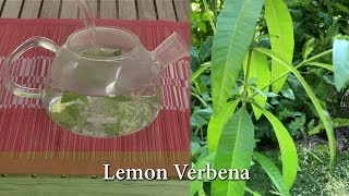 How to Grow Lemon Verbena  Uses Pruning and Over wintering [upl. by Aicenev745]