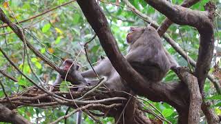 Take a look Mama Jane and Brianna Sleep Relax on top Tree Together on Mar 1 2025USao1392Ambers [upl. by Diva376]