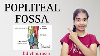 POPLITEAL FOSSA anatomy anatomy physiotherapy bdc poplitealfossa [upl. by Shem467]