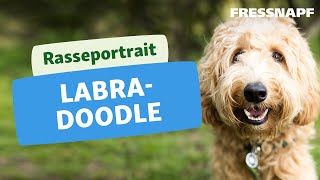 Rasseportrait Labradoodle [upl. by Kay847]