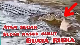 ayam masuk mulut buaya Riska  buaya riska di pindah ke Tabang zoo [upl. by Ray]