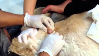 Large dog cyst exploding [upl. by Ham]