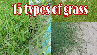 grass names [upl. by Froh596]