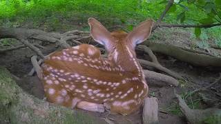 Newborn baby deer in hiding amp mothers return [upl. by Rehportsirhc]