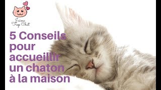 Comment bien accueillir son chaton à la maison 5 conseils pour préparer son arrivée [upl. by Aleahcim]