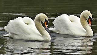 Swans Dancing  Mating Dance or Rotation Display [upl. by Eiser]