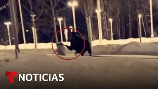 Una mujer es golpeada por un alce en la cabeza mientras caminaba a su perro  Noticias Telemundo [upl. by Tine945]