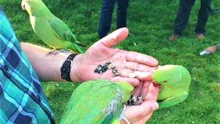 The Wild Parakeets Ringneck of Hyde Park in London UK [upl. by Enylecoj]