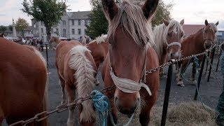 À la Foire aux chevaux de Fay sur Lignon 20 octobre 2017 [upl. by Allrud455]