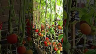 gardening ideas for home organic vegetable garden at home tomato and gourd vegetable [upl. by Niel608]