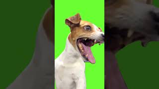 Chroma Key  Laughing Dog Meme Green Screen for Video Editing shorts [upl. by Narine]