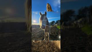 Gypsy Vanner horse at HorsefeathersFarmTNcom gypsyvanner horse equestrian equine [upl. by Wilfreda]