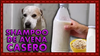 ¡Pelo brillante y piel sana Descubre cómo hacer shampoo de avena para tu mascota [upl. by Osborne]