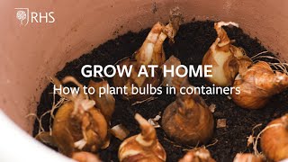 How to plant bulbs in containers  Grow at Home  RHS [upl. by Yrailih]