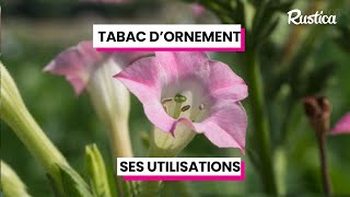 Les différentes utilisations du tabac [upl. by Feldt600]