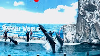 Unforgettable Dolphin Show at Safari World BangkokThailand dolphinshow animalshow safariworld [upl. by Fransen]