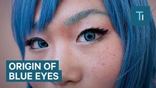 All BlueEyed People Have A Single Ancestor In Common [upl. by Annekam]