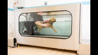 Canine Physiotherapy and Clinical Hydrotherapy to Improve K9 Movement and Function [upl. by Adnorehs]