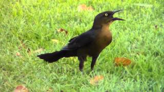 Female or Juvenile Greattailed Grackles Quiscalus mexicanus [upl. by Anifled]