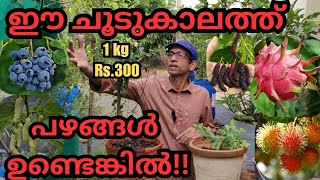 ഫ്രൂട്ടുകൾ വിളയിക്കാം പരിചരണത്തിലൂടെfruitsplantspruningfertilizationorganic fertilizerblooming [upl. by Eitsyrhc]