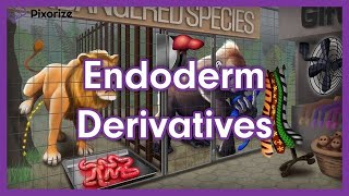 Endoderm Derivatives Mnemonic  MCAT Preview [upl. by Yvette]