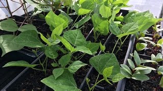 How to start Jicama seeds [upl. by Nyladam]