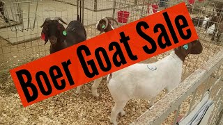 Autumn Classic Boer Goat Sale Barn Tour [upl. by Aihsad921]