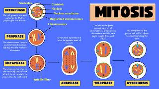 Mitosis and its stages  Mitotic Cell division phases [upl. by Trisha]