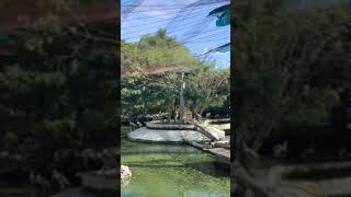 Vandalur Zoo  Animals plant [upl. by Nosyerg269]