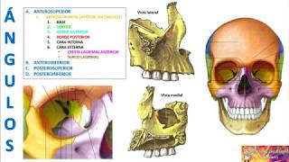 HUESO MAXILAR SUPERIOR [upl. by Ahsital]