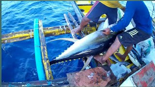 AMAZING TRADITIONAL TUNA FISHING in the PHILIPPINES  HANDLINE FISHING Filipino tuna fishing [upl. by Annhoj]