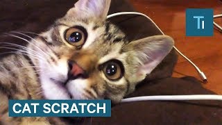 What To Do If You Get Scratched By A Cat [upl. by Cariotta]