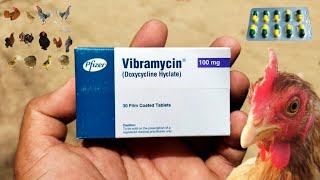 Vibramycin  Doxycycline Hyclate for Poultry Birds  Doxycycline for Chickens  Dr ARSHAD [upl. by Roos]