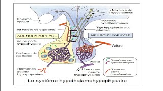 Axe Hypothalamohypophysaire 01 Biochimie [upl. by Sukramed]