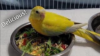 Turquoisine Parakeets Breakfast [upl. by Raskind794]