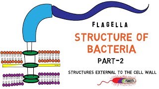 Structure of Bacteria  Part 2  Flagella  Pili  Capsule [upl. by Nessa]