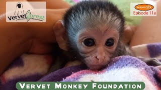 Tiniest orphan baby monkey 🐒 arrive follow up on orphans foster mom introductions [upl. by Eecyaj899]