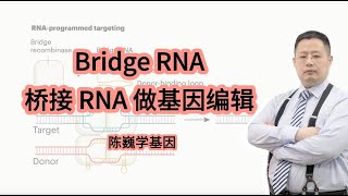 【陈巍学基因】 131 Bridge RNA 做基因编辑 [upl. by Budd]