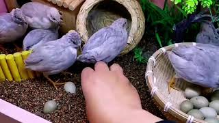 Home Quail Breeding  Quail laying Eggs  quail Farming [upl. by Nerrak172]