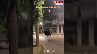 Gaur Spotted In Ponda City [upl. by Esimaj]