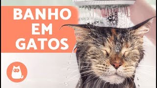 COMO DAR BANHO EM GATOS e quando fazer isso [upl. by Ttereve]